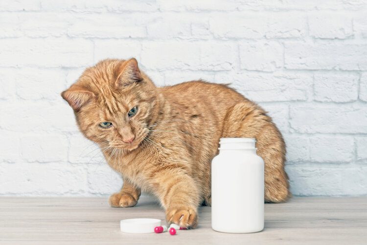 cat with pill bottle