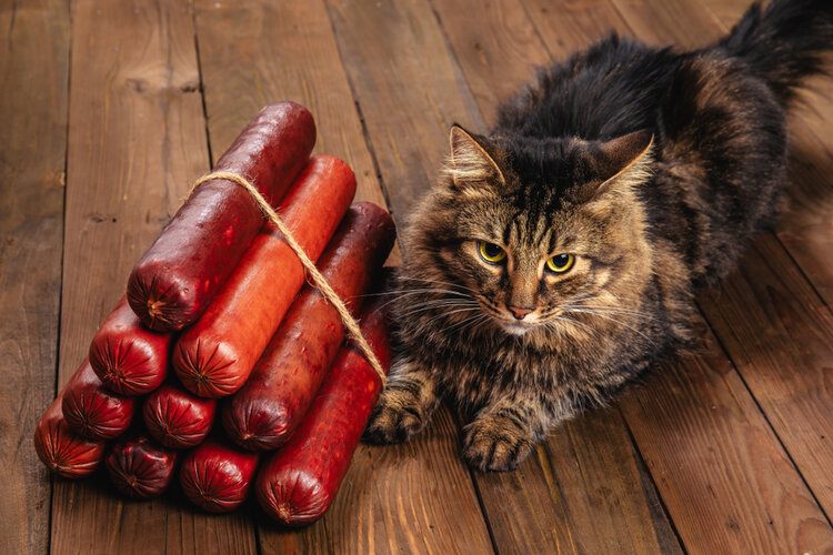cat with sausages