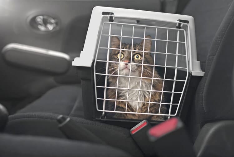 maine coon in car cat carrier