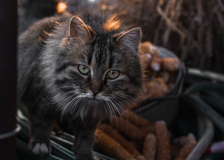 black furry tabby green eyes