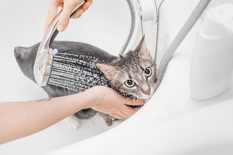 cat being washed in shower