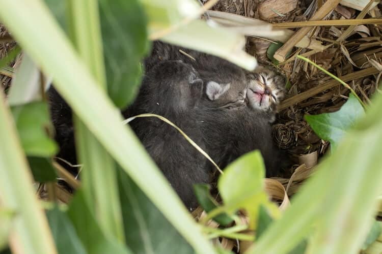 Litter of newborn kittens in the bush