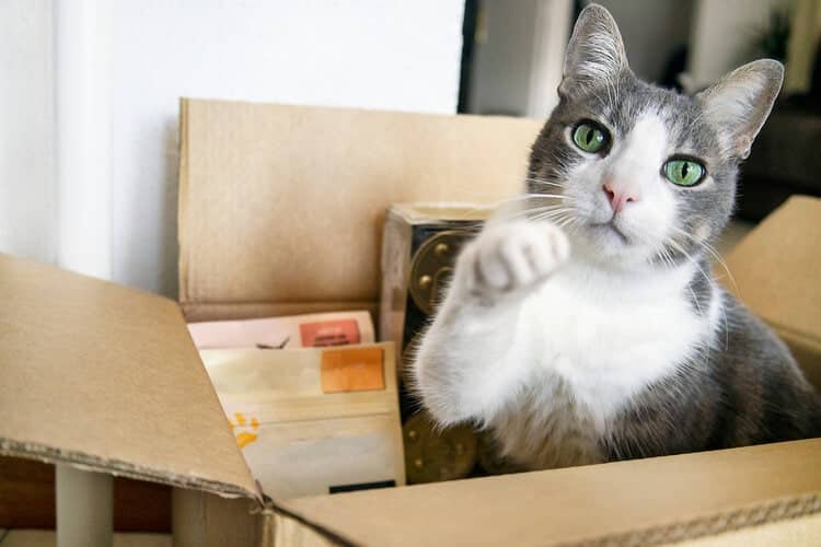 cat sitting in cardboard box