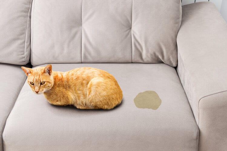 cat sitting with pee on couch