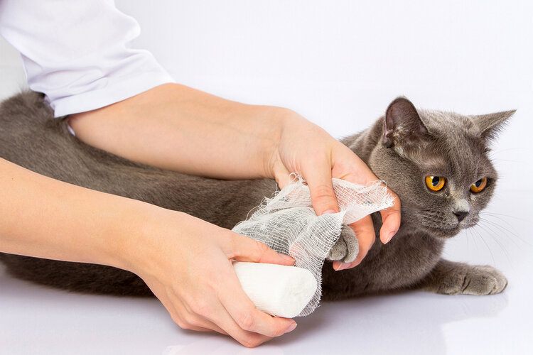 cat being wrapped up in gauze