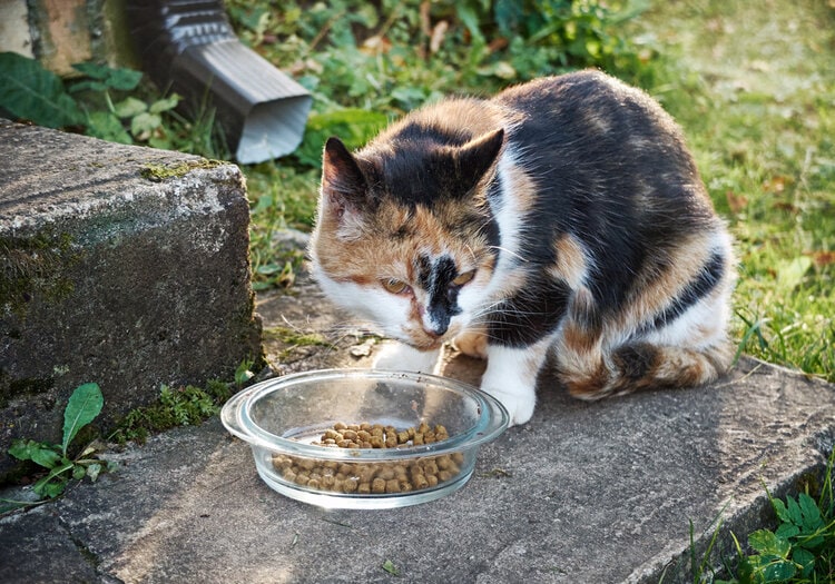 eat eating outdoors