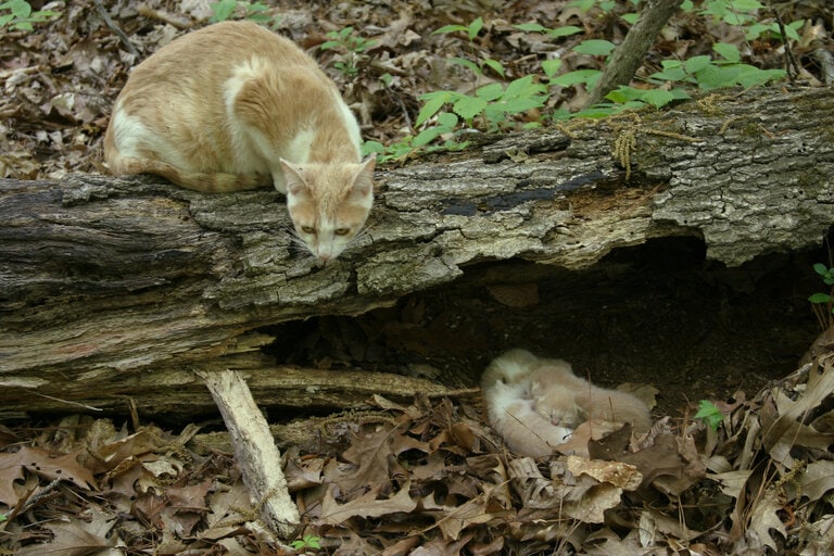 hiding litter of kittens