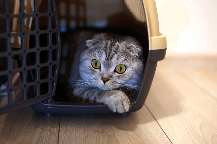 cat in cat carrier