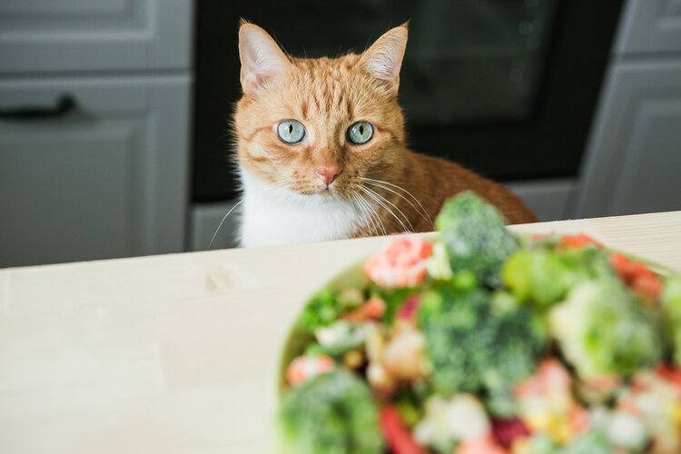 cat looking at bowl of raw veggies