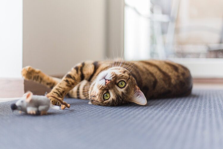 cat laying on ground playing