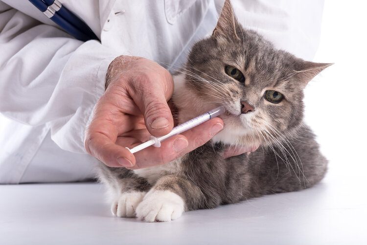 vet giving drugs to cat