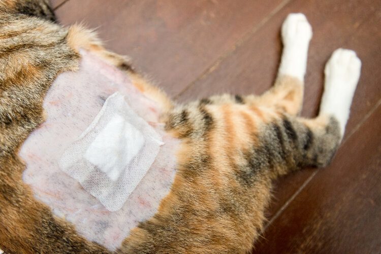 cat with bandage on leg