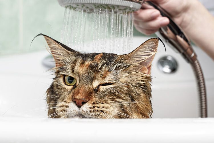 cat having a shower