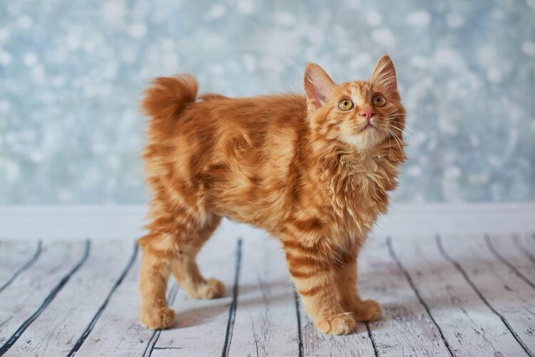 red american bobtail