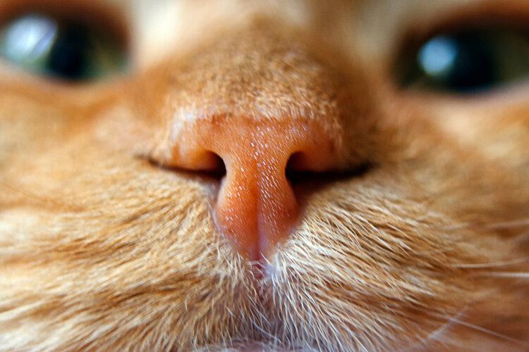 pink cat nose closeup