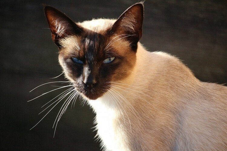 tonkinese cat