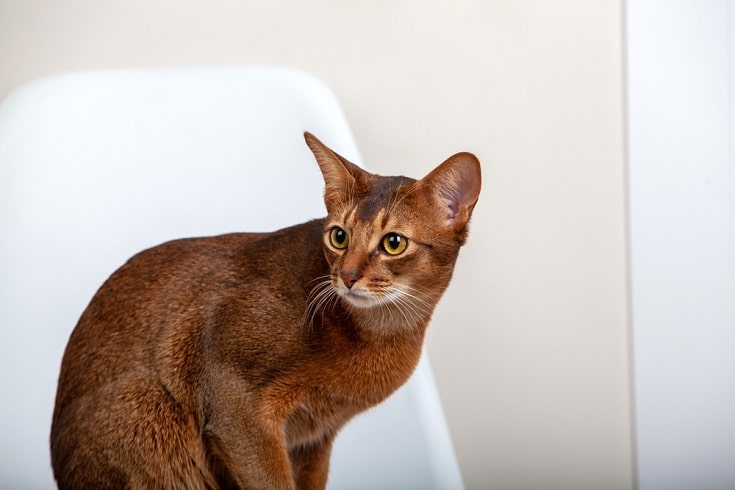 ruddy abyssinian cat