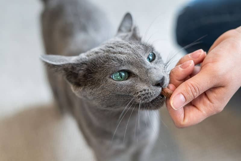 Russian Blue cat eating a treat