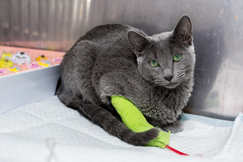 russian blue cat receiving blood transfusion