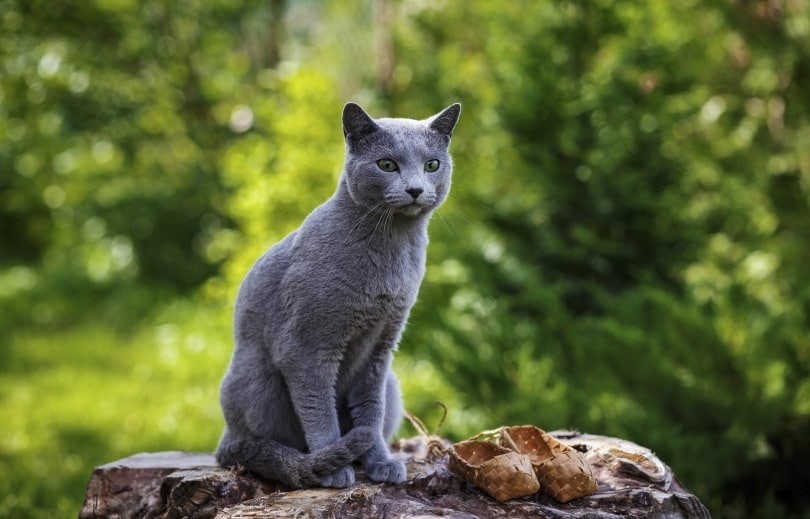 russian blue cat sitting on rock