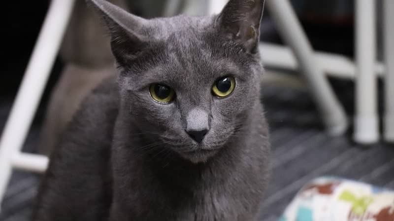 russian blue up close