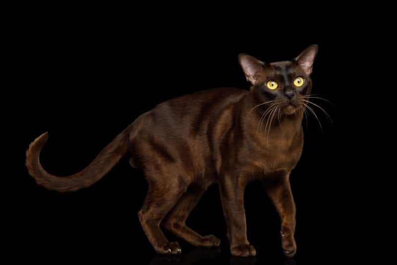 sable burmese cat in black background