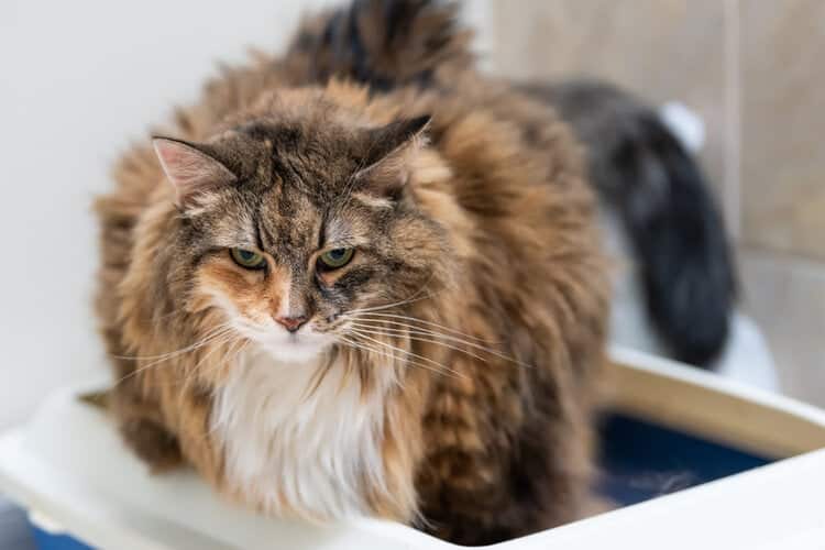 calico main coon cat using litter box