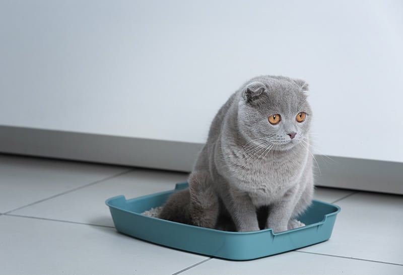sad grey cat on the litter tray