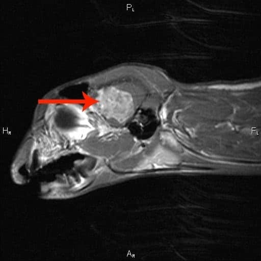MRI For Cats What Is It, Uses & Costs Catster