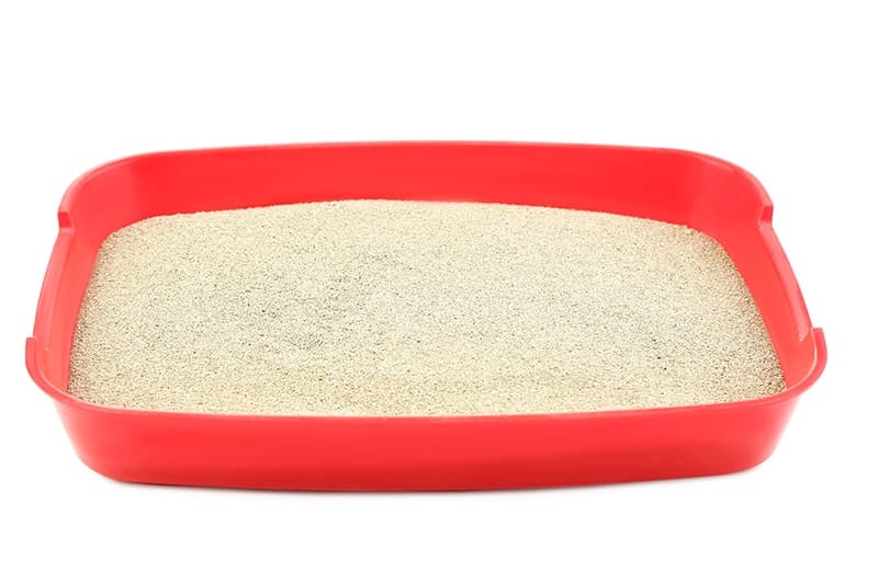 sand on a litter box