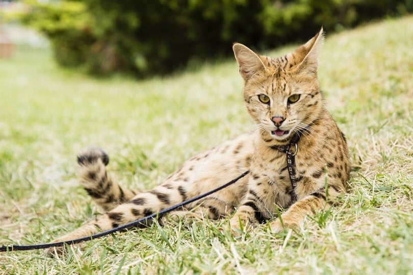 savannah cat on rope in green grass