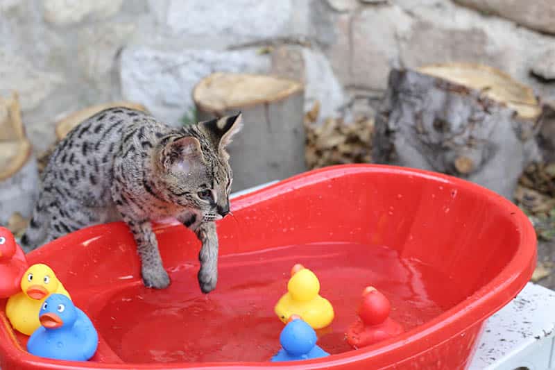 savannah cat wants to take a bath