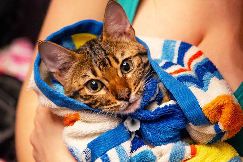 savannah cat wrapped in towel