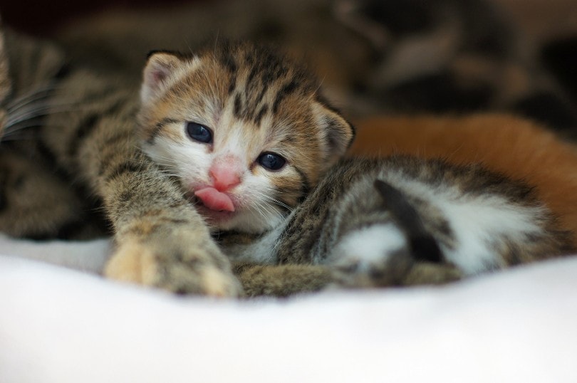 savannah kitten