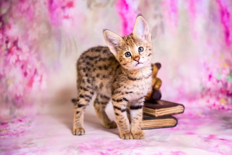 savannah kitten