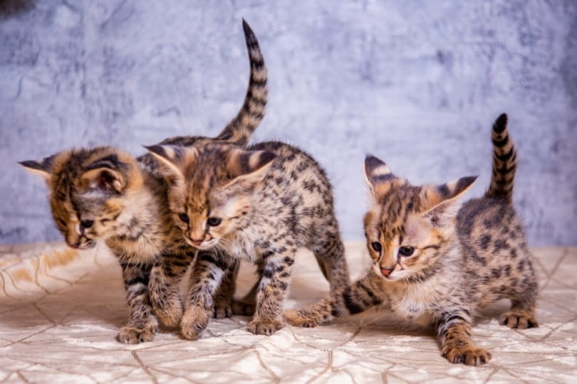 savannah kittens playing