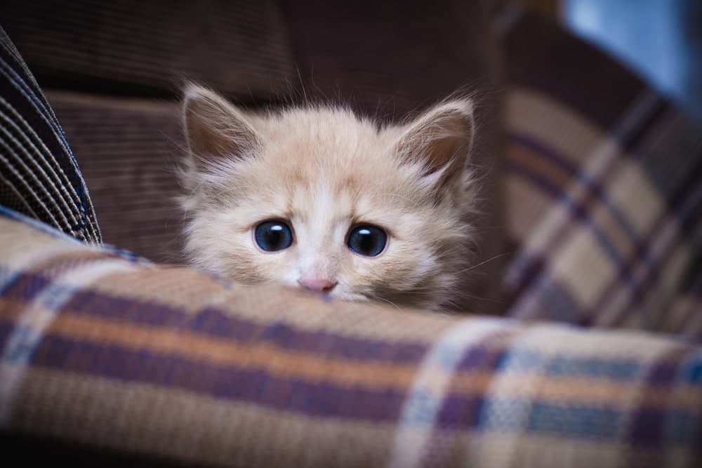 Why Is My Kitten So Aggressive? 6 Likely Reasons Catster