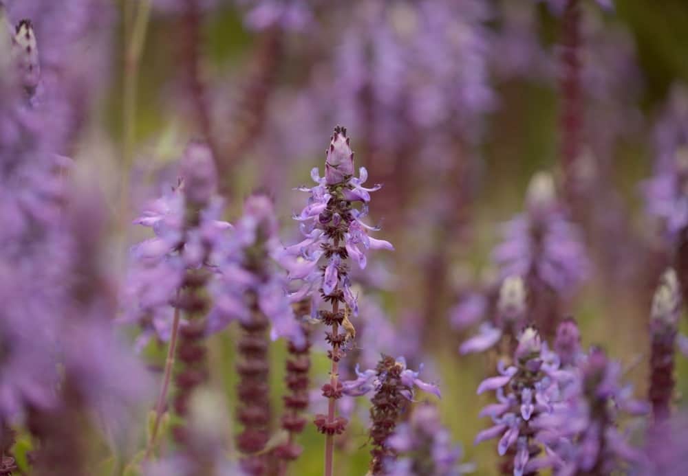 scaredy cat plant