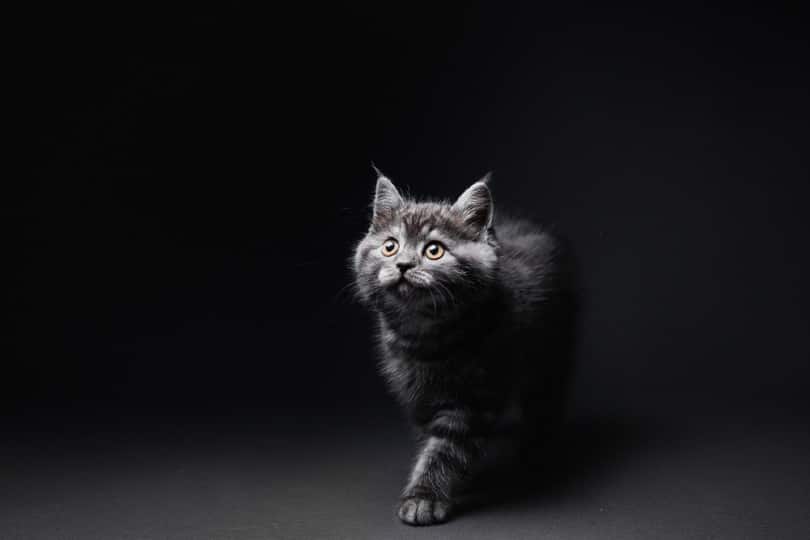 kitten_kudla, Shutterstock