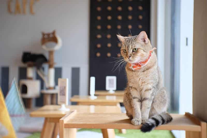 scottish cat in a cat cafe in thailand