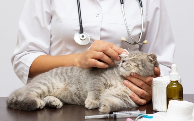 scottish fold cat checked by vet