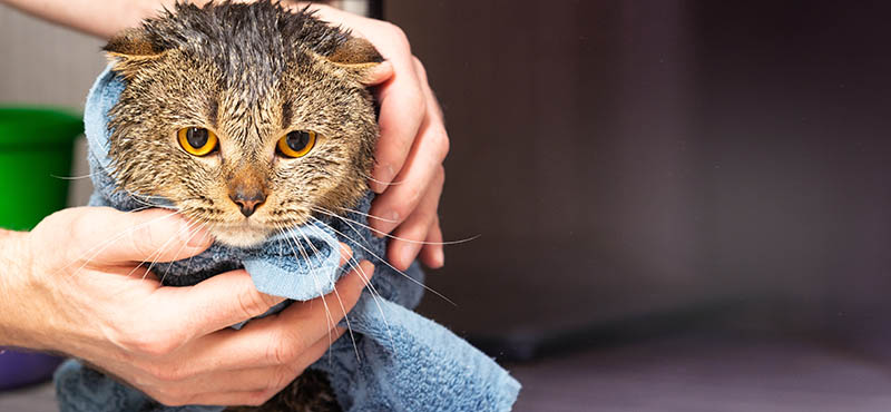 scottish fold cat in a towel