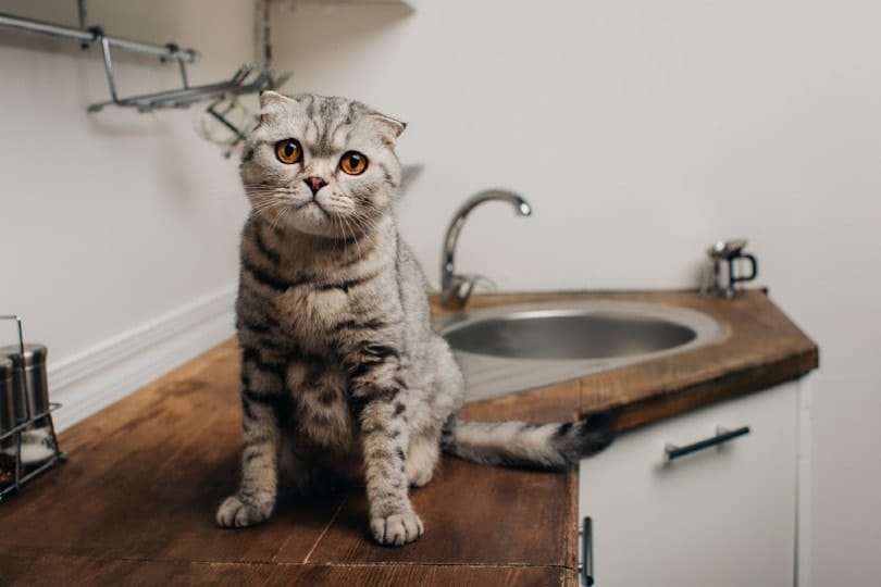 cat sitting on kitchen counter_LightField Studios, Shutterstock
