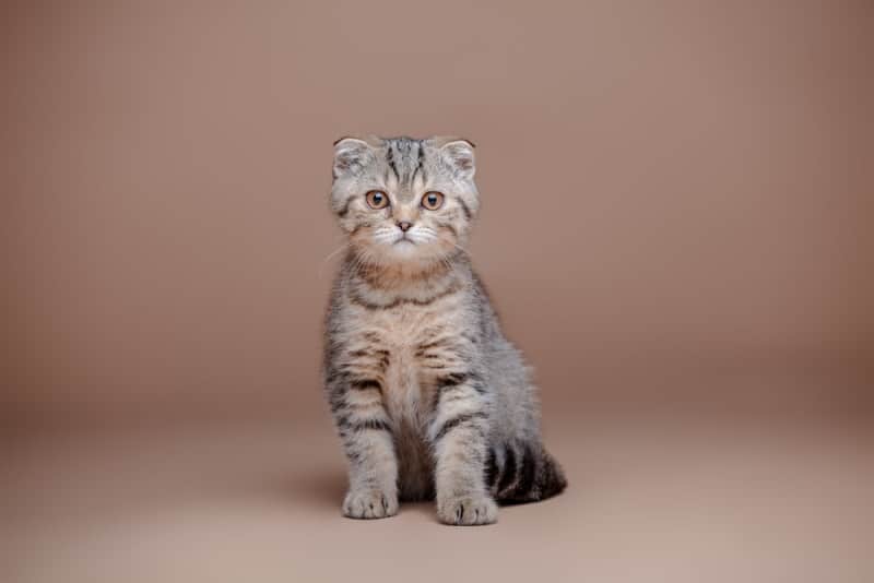 scottish fold cat sitting