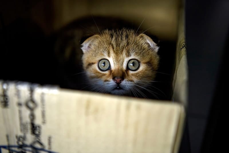 scottish fold kitten hiding in a cardboard box
