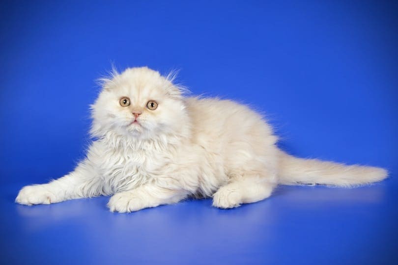 scottish fold longhair cream kitten_Oleksandr Volchanskyi_shutterstock