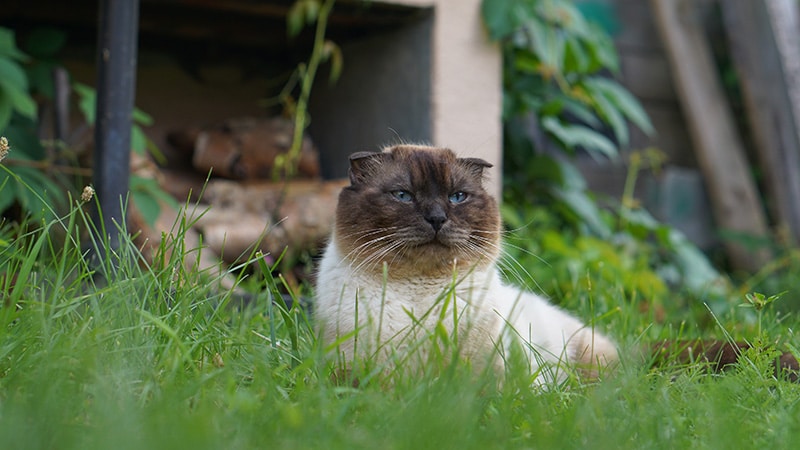 scottish fold siamese mix cat lying on the grass