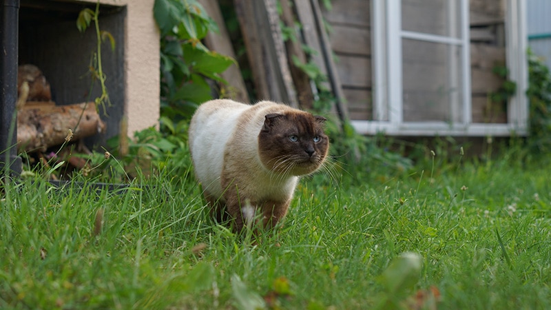 scottish fold siamese mix cat walking on the grass