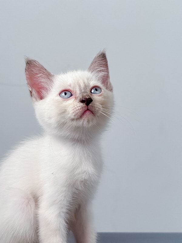 scottish fold siamese mix kitten