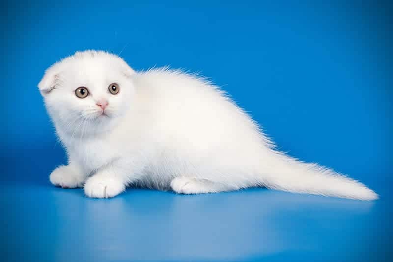 scottish fold white kitten